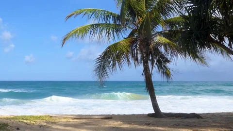 Coconut trees on the day the sky and sea beautiful. 库存影片 95937665