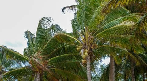 Coconut trees during a storm Stock Photos