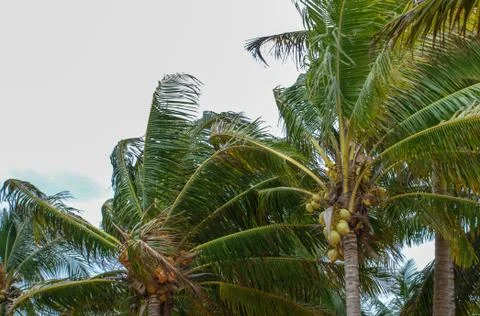 Coconut trees during a storm Foto stock