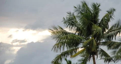 Coconut trees during a storm Stock Photos