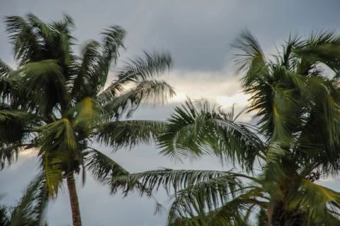 Coconut trees during a storm Stock Photos
