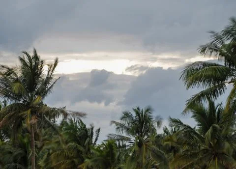 Coconut trees during a storm Stock Photos