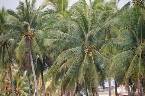 Coconut trees foliage pattern. Green background. Stock Photos