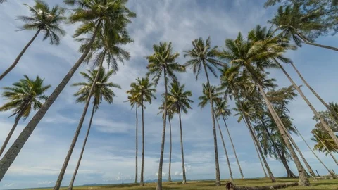 Coconut trees Stock Footage 103986139
