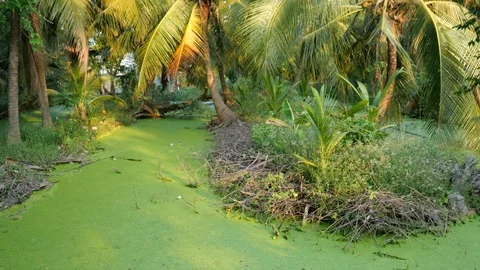 Coconut trees Stock-Footage 120526107