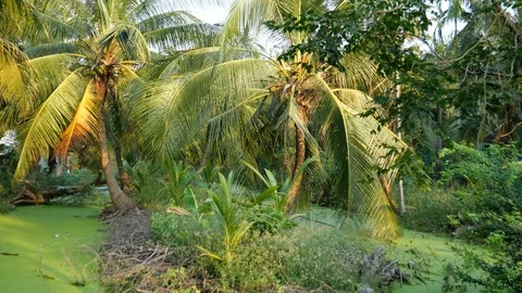 Coconut trees Stock-Footage 120526428