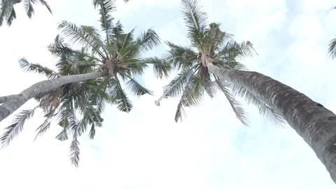 Coconut trees Stock-Footage 222537145