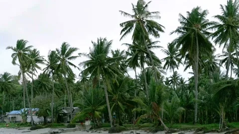 Coconut trees Stock Footage 223763511