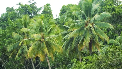 Coconut trees. Stock Footage 247654939