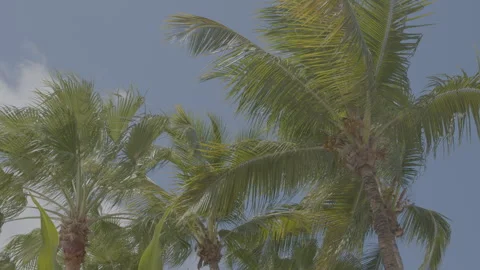 Coconut trees Stock Footage 270806272