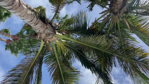 Coconut Trees Stock Footage 281077177