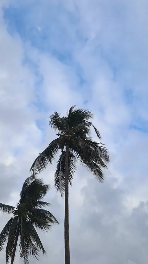 Coconut trees Stock Footage 299182377