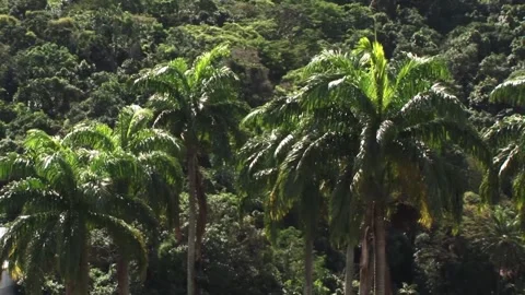 Coconut trees Stock Footage 315791573