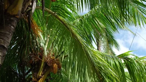 Coconut Trees Video stock 323343060