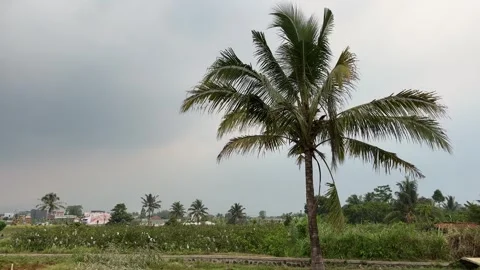 Coconut trees with a gentle breeze Stock Footage 253891693