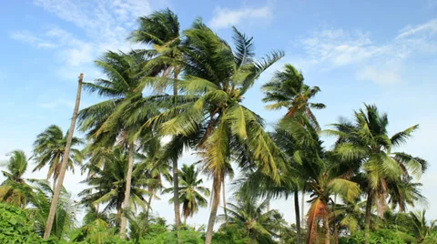 Coconut trees gently sways amidst a blue sky Time Lapse Stock Footage 37460822