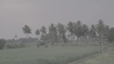 Coconut Trees in Green Farm Stock Footage 272465541