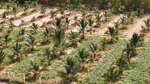 Coconut trees growing in rows on a tropical plantation seen from above Stock Footage 308063522