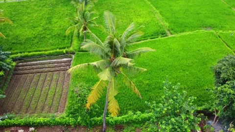 Coconut trees from a height using a drone, surrounded by beautiful rice fields, Stock Footage 234627221