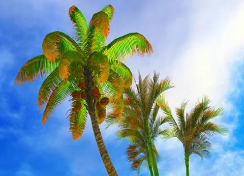 Coconut trees Stock Illustration