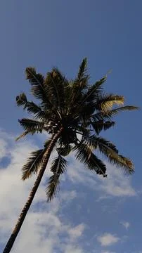 Coconut trees in indonesia Stock Photos