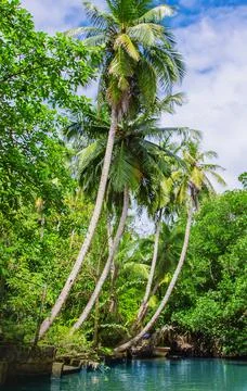 Coconut trees on the island. Selective focus. Foto stock