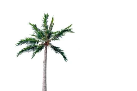 Coconut trees isolate on white background Stock Photos