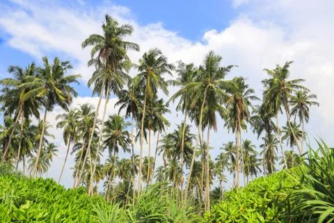 Coconut trees in the jungle Stock Photos