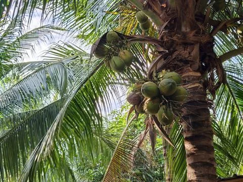Coconut trees laden with coconuts stand tall against the sky Stock-Fotos