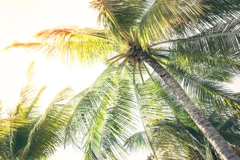 Coconut trees leaf border isolated with space for text Stock Photos