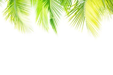 Coconut trees leaf border isolated with space for text Stock Photos