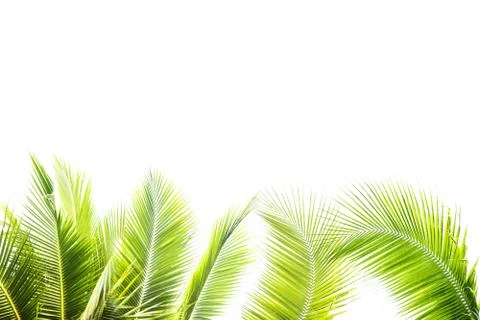 Coconut trees leaf border isolated with space for text Stock Photos