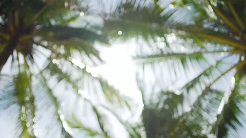 coconut trees leaf  Stock Footage 156855585