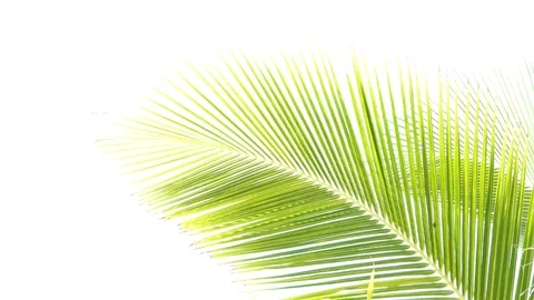 Coconut trees leaf isolated on white background Видео 118738205