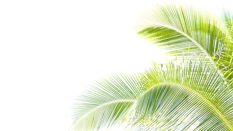 Coconut trees leaf isolated on white background Vidéo 118738223