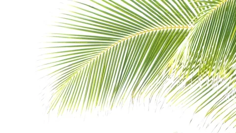 Coconut trees leaf isolated on white background Vidéo 118738309