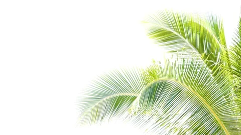Coconut trees leaf isolated on white background Vidéo 118738351