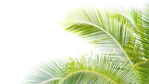 Coconut trees leaf isolated on white background Stock-Footage 118738426