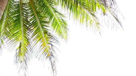 Coconut trees leaf isolated on white background Видео 164356734