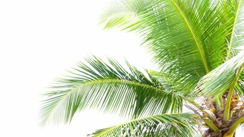 Coconut trees leaf isolated on white background Stock-Footage 164356782