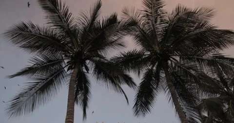 Coconut trees leaves waving in the wind, Dakar, Senegal (4K) Stock Footage 47941250