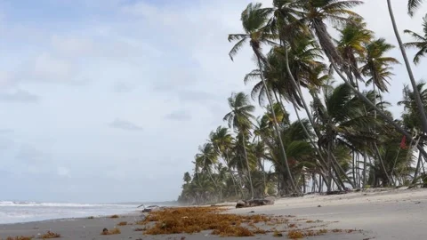 Coconut trees lining beach in the Caribbean Stock Footage 169594261