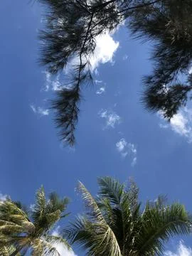 Coconut trees, look up, blue sky, clouds. Vietnam Stockfoto's