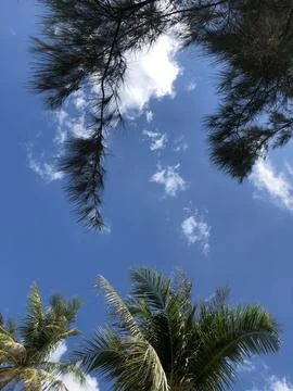 Coconut trees, look up, blue sky, clouds. Vietnam Stockfoto's