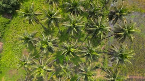 Coconut trees in the middle of paddy fields in rural Karnataka state, India Stock Footage 301724643