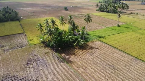 Coconut trees in the middle of rice fields which look like islands in the middle Stock Footage 253365559
