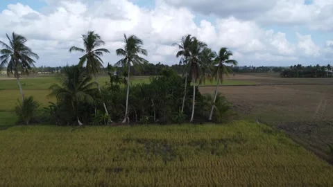 Coconut trees in the middle of rice fields which look like islands in the middle Stock Footage 253365600