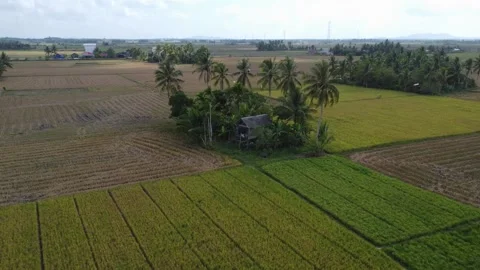 Coconut trees in the middle of rice fields which look like islands in the middle Stock Footage 253365666