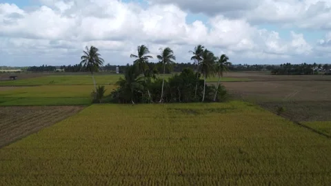 Coconut trees in the middle of rice fields which look like islands in the middle Stock Footage 253367012