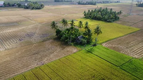 Coconut trees in the middle of rice fields which look like islands in the middle Stock Footage 253367034